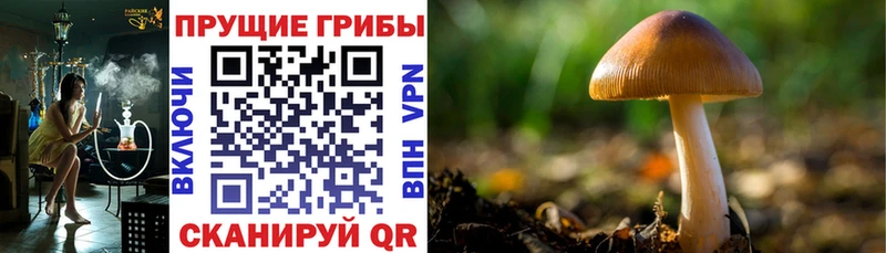 Псилоцибиновые грибы ЛСД  Красково 